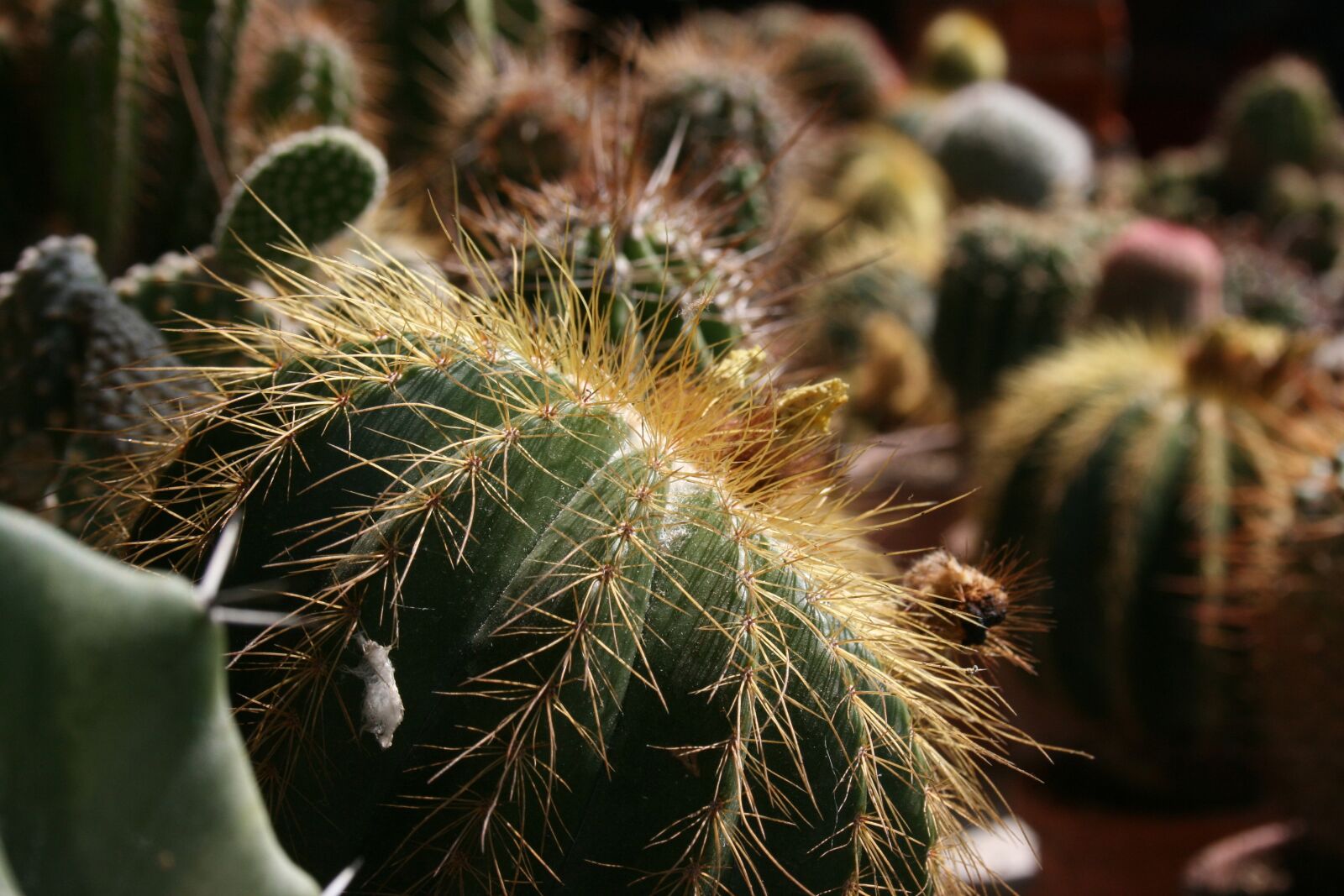 Canon EOS 400D (EOS Digital Rebel XTi / EOS Kiss Digital X) sample photo. Fat plants, plants, cactus photography