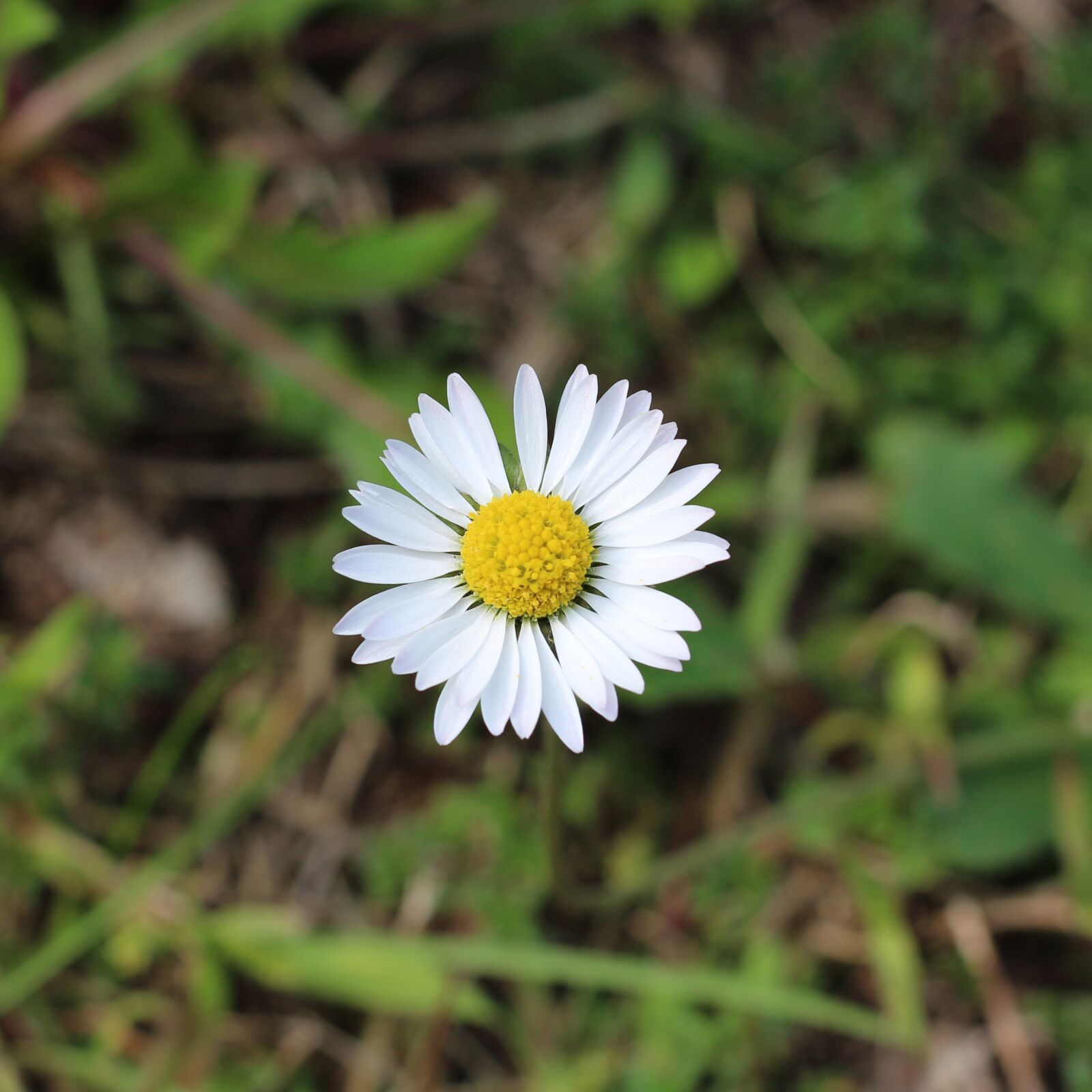 Canon EOS 700D (EOS Rebel T5i / EOS Kiss X7i) sample photo. Flower, white flower, daisy photography