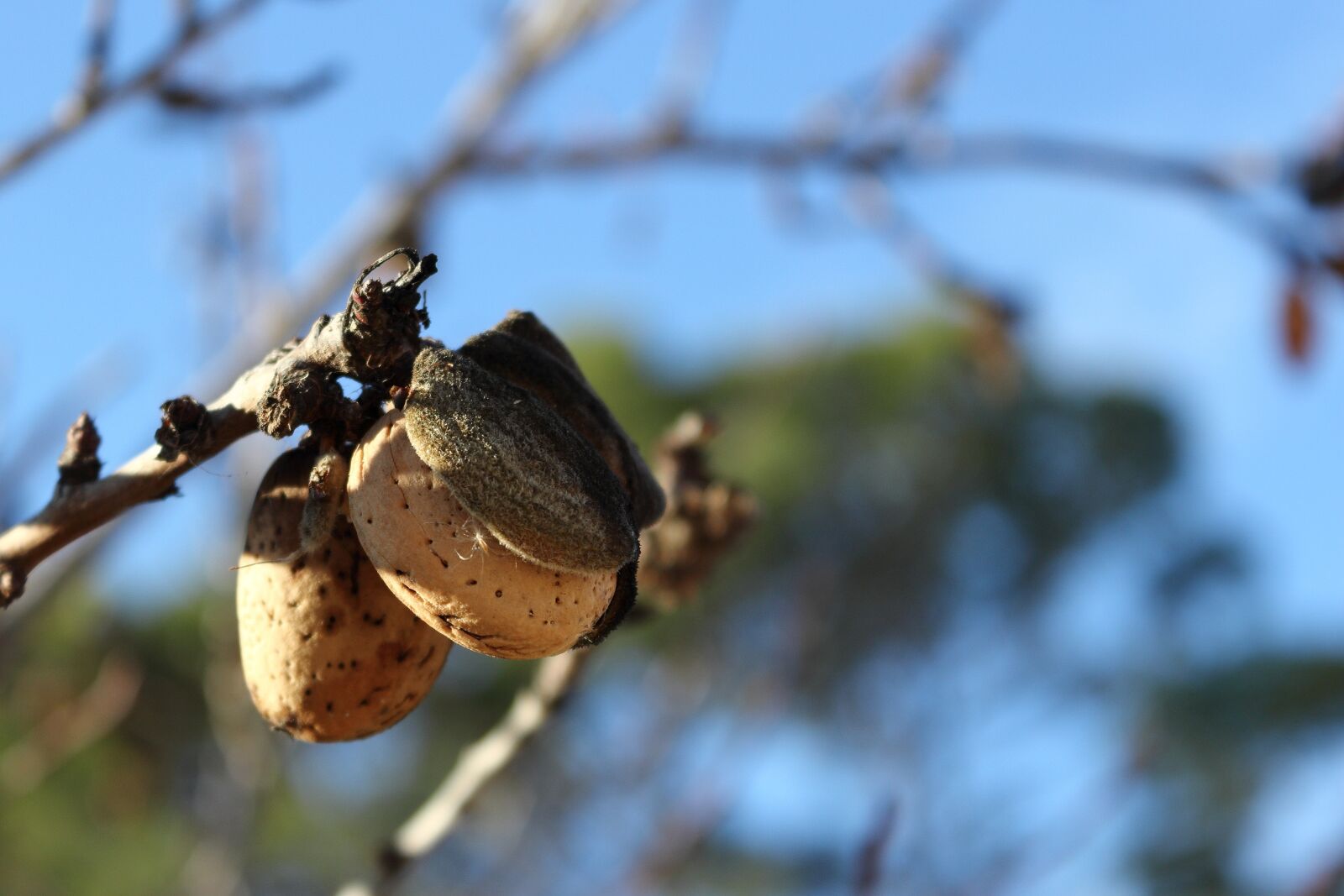 Canon EOS 1200D (EOS Rebel T5 / EOS Kiss X70 / EOS Hi) sample photo. Almonds, almond tree, tree photography