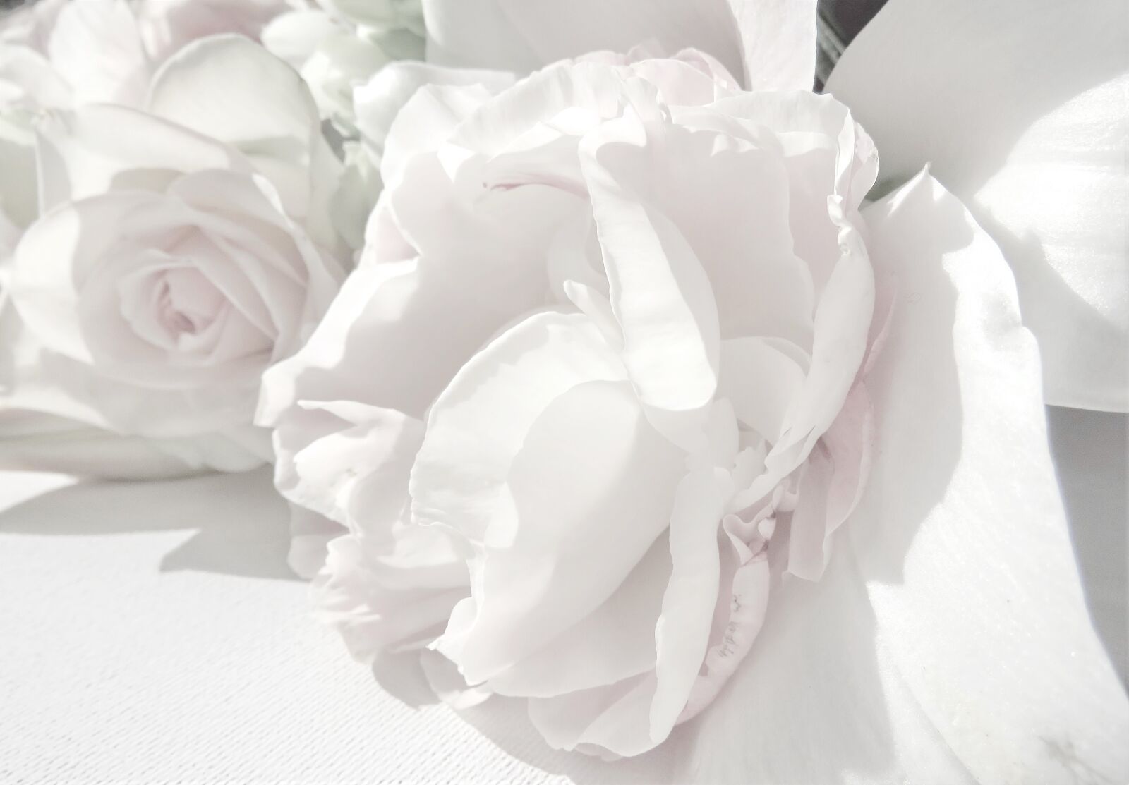 Canon PowerShot SX60 HS sample photo. High-key photography, white, roses photography