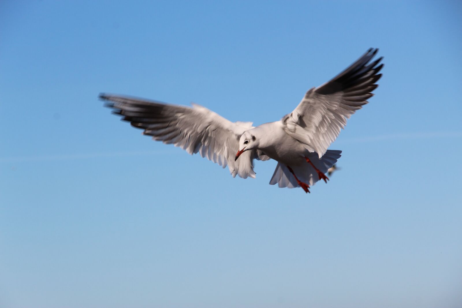 Canon EOS 1300D (EOS Rebel T6 / EOS Kiss X80) sample photo. Seagull, bird, flying photography