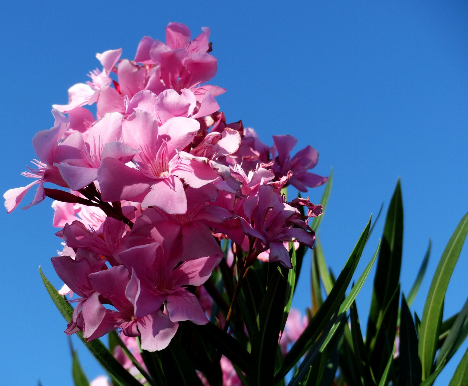 Panasonic Lumix DMC-FZ200 sample photo. Laurier, flowers, pink photography