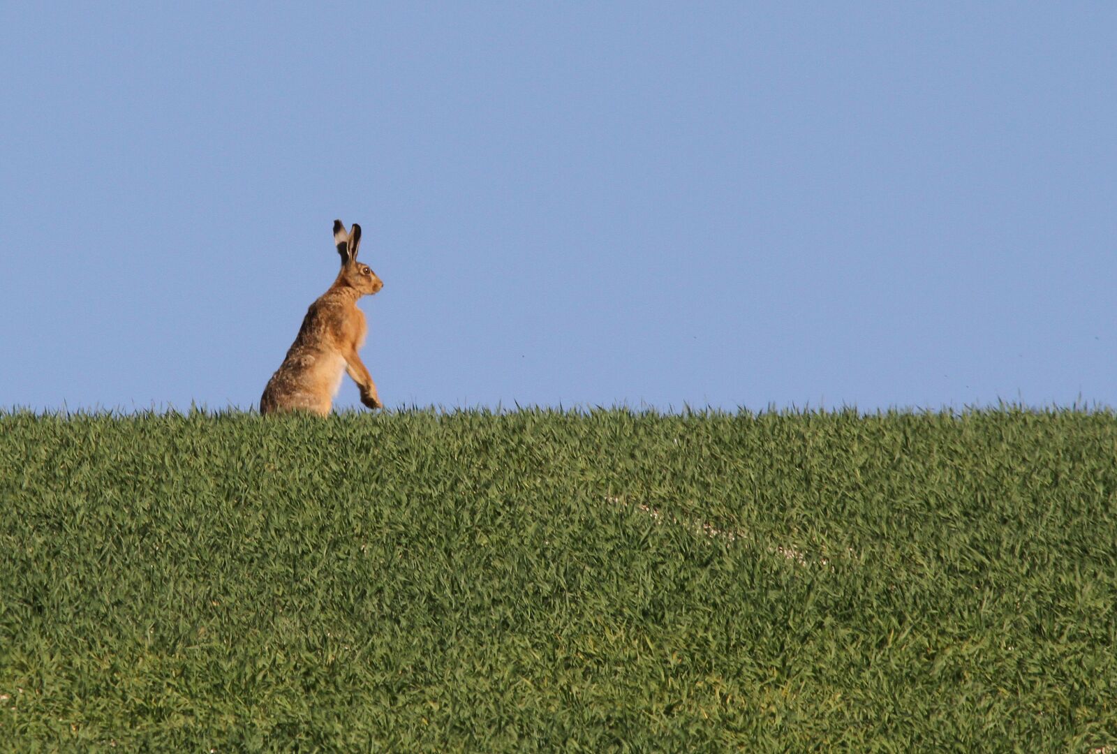 Canon EOS 7D sample photo. Hare, nature, animal photography