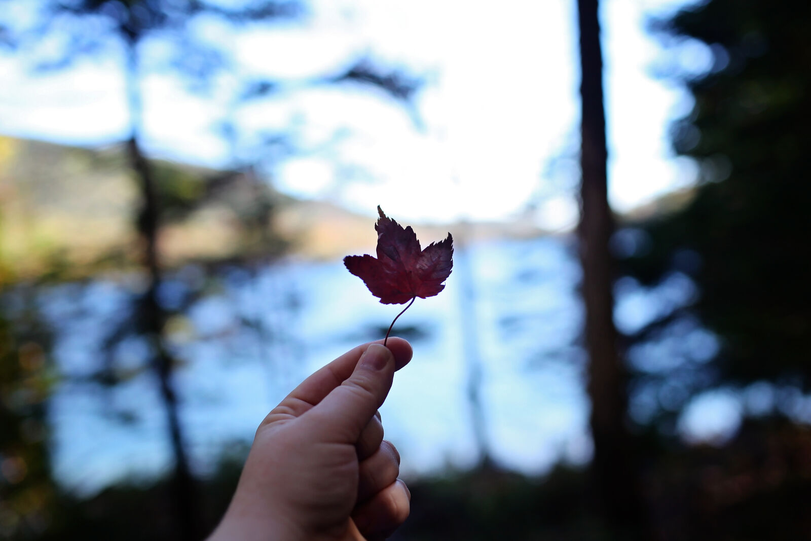 Canon EOS 5D Mark II sample photo. Acadia, autumn, colors, autumn photography