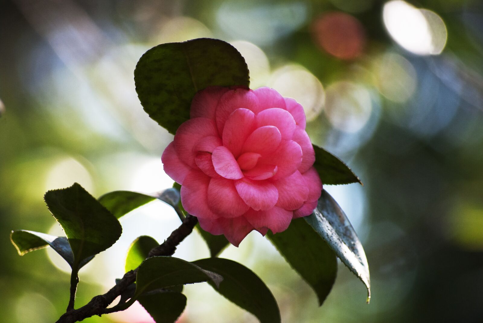 Nikon D3000 sample photo. Flower, pink, flowers photography