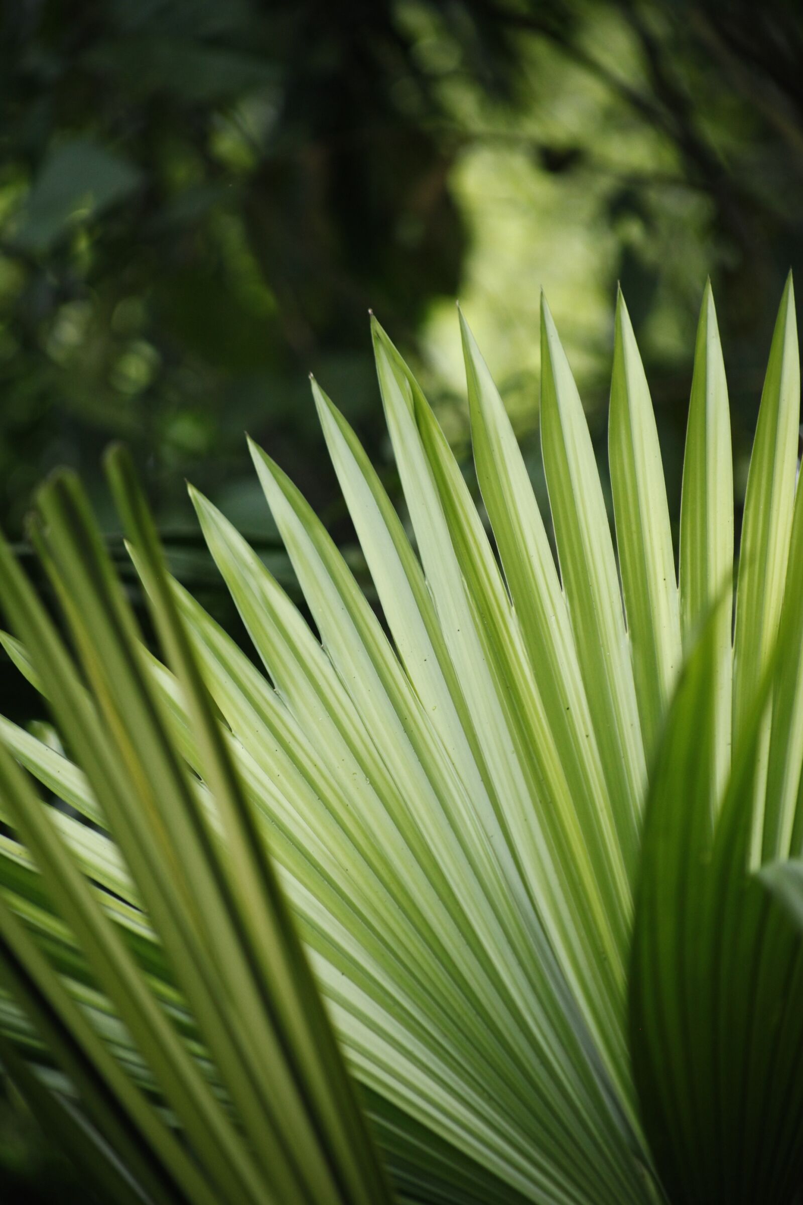 Canon EOS 5D Mark II sample photo. Blur, close-up, environment photography