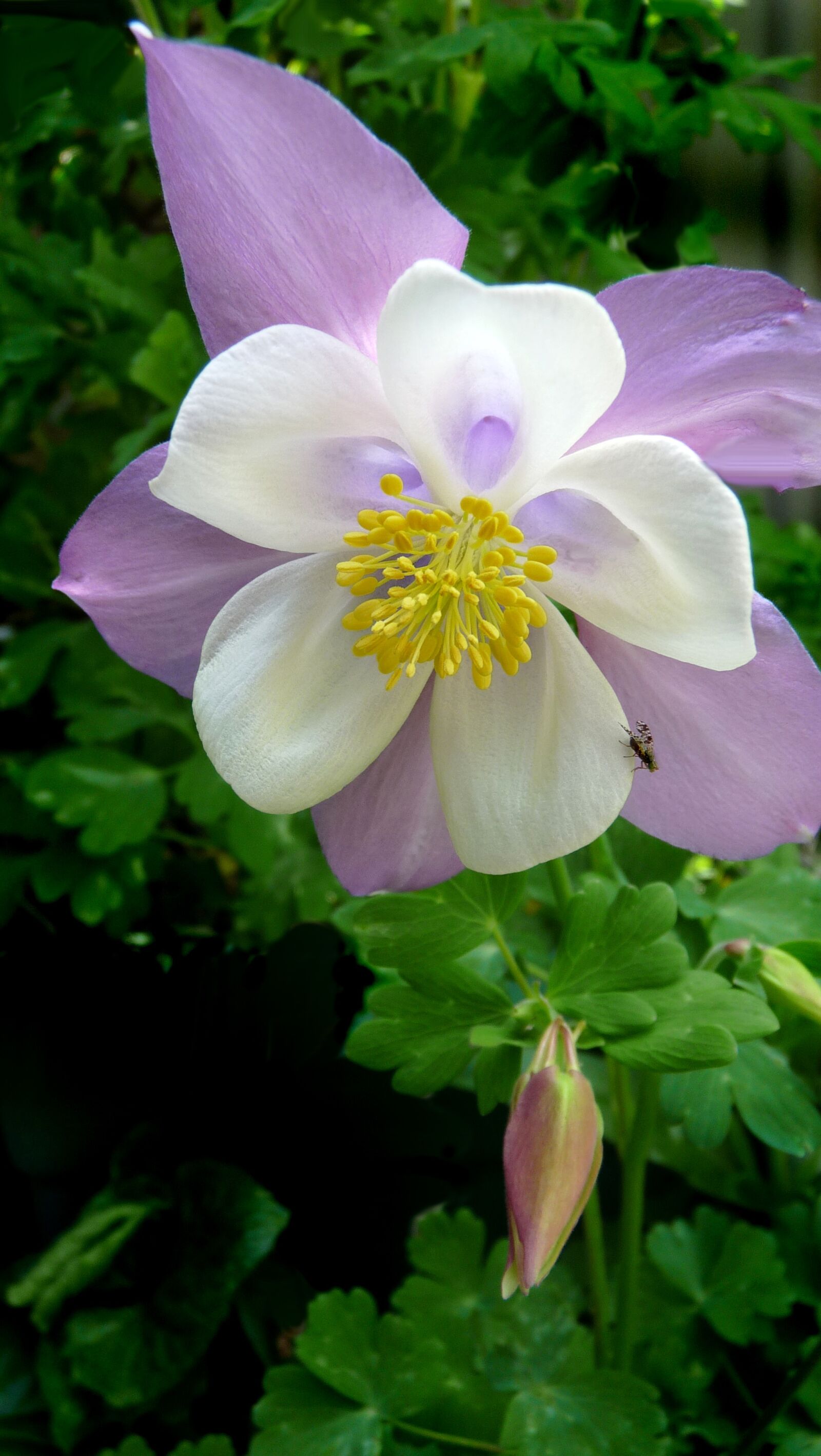 Panasonic Lumix DMC-FZ28 sample photo. Flower, pink, columbine photography