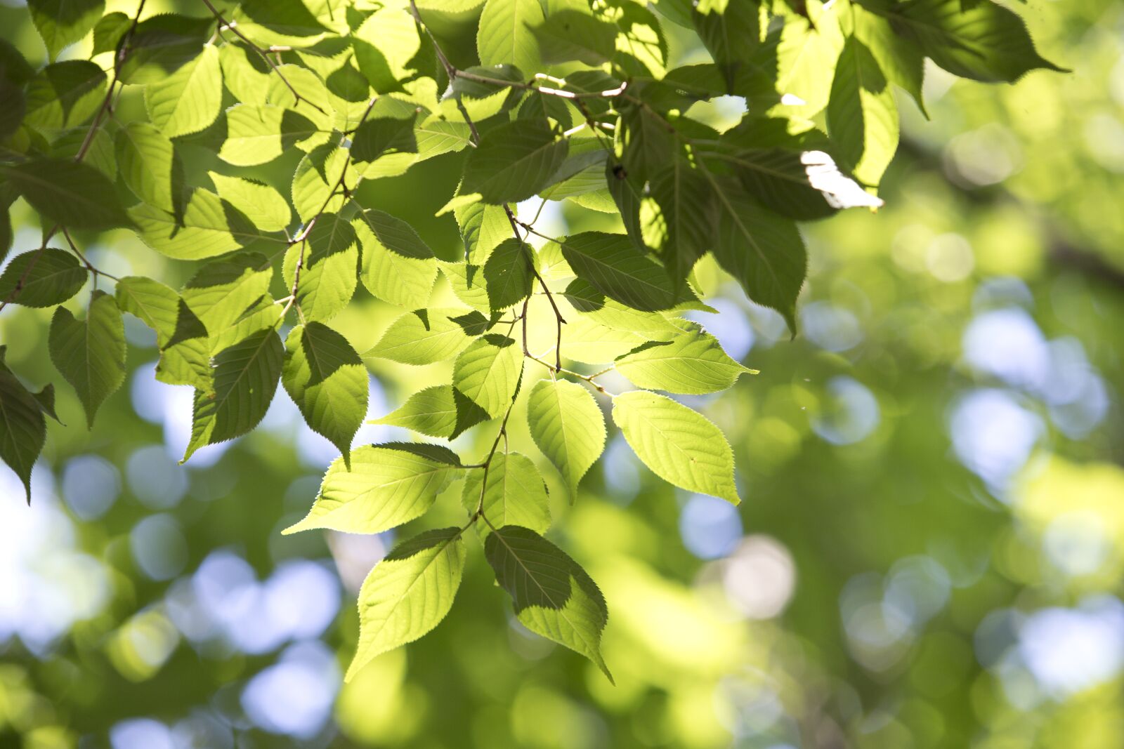 Canon EOS 6D Mark II sample photo. The leaves, state of photography