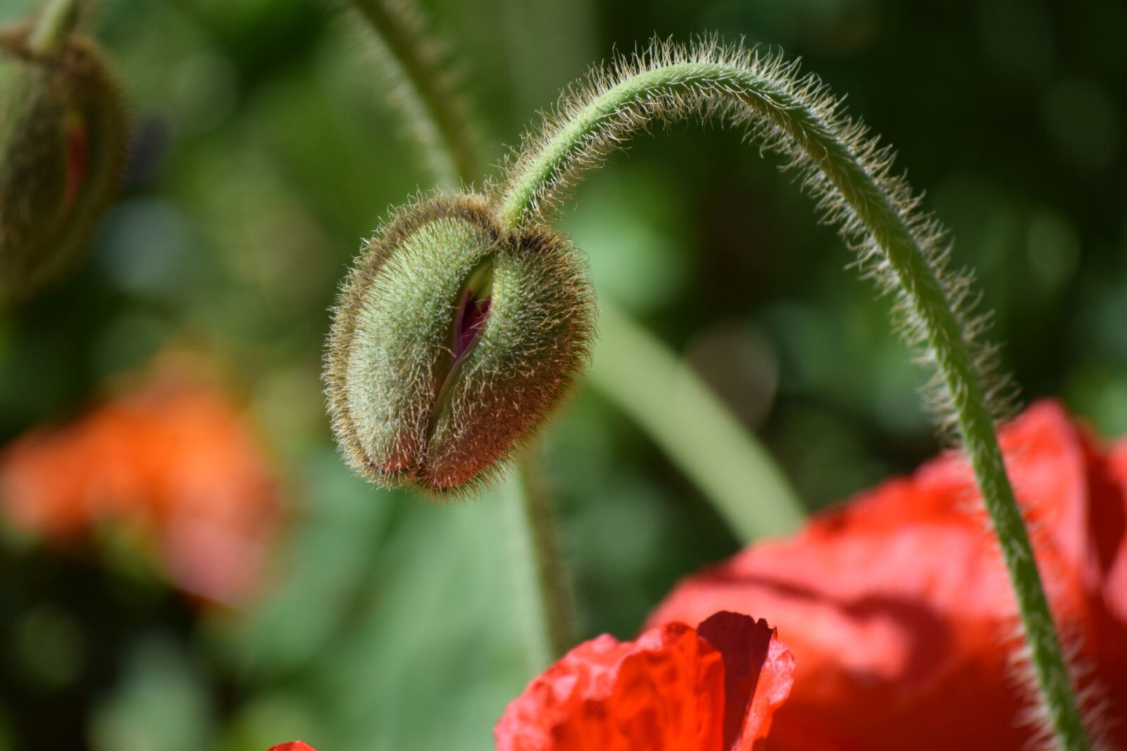 Nikon D3300 sample photo. Poppy, plant, bud photography