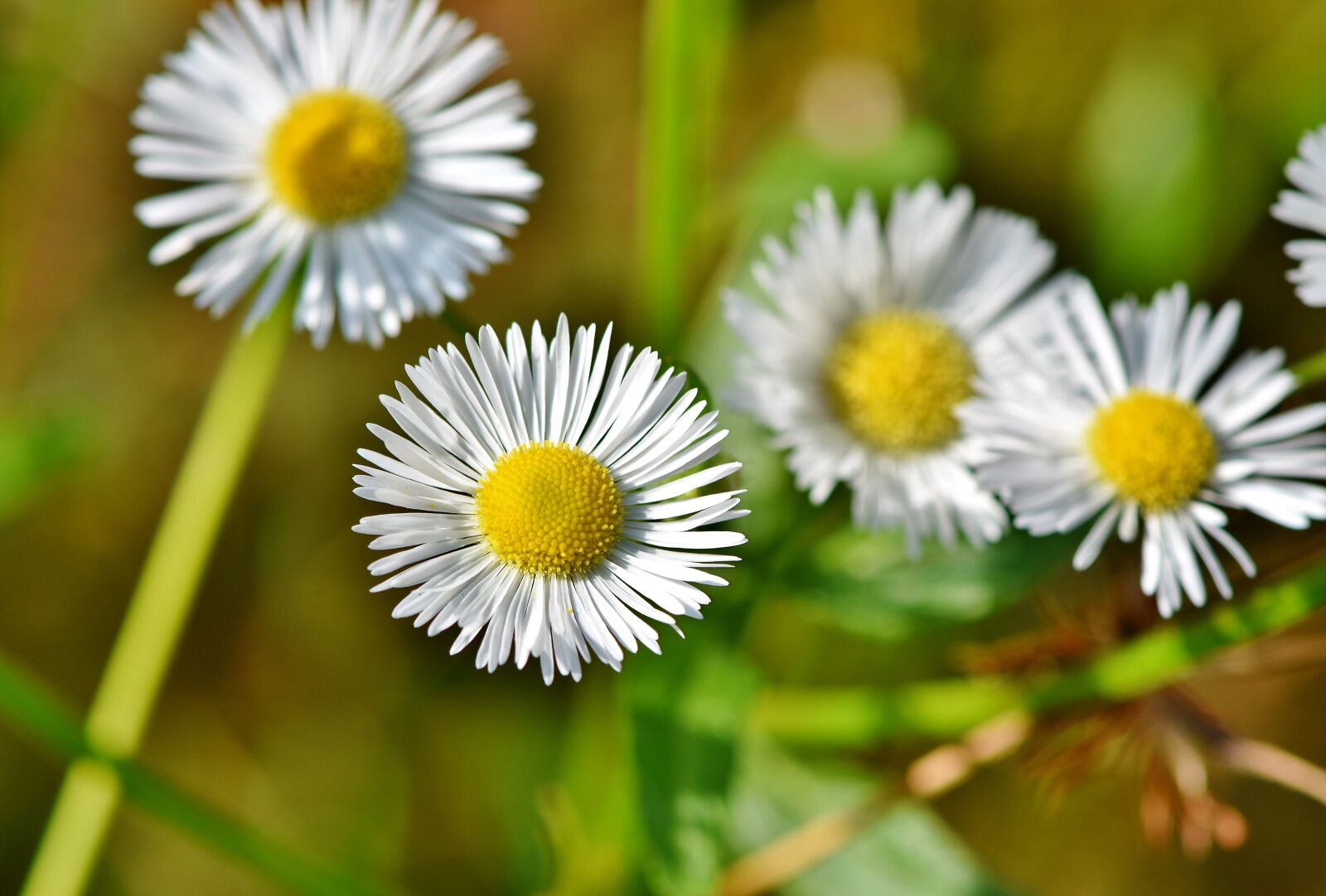 Nikon D7200 sample photo. False chamomile, chamomile, blossom photography