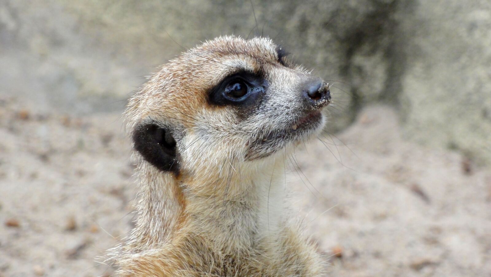 Sony DSC-HX5V sample photo. Surykatka, africa, mammal photography