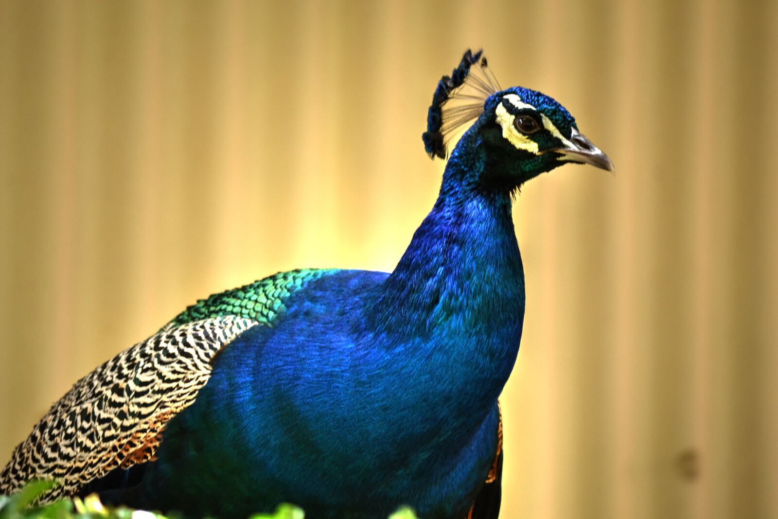 Nikon D3100 sample photo. Peacock, colourful, bird photography