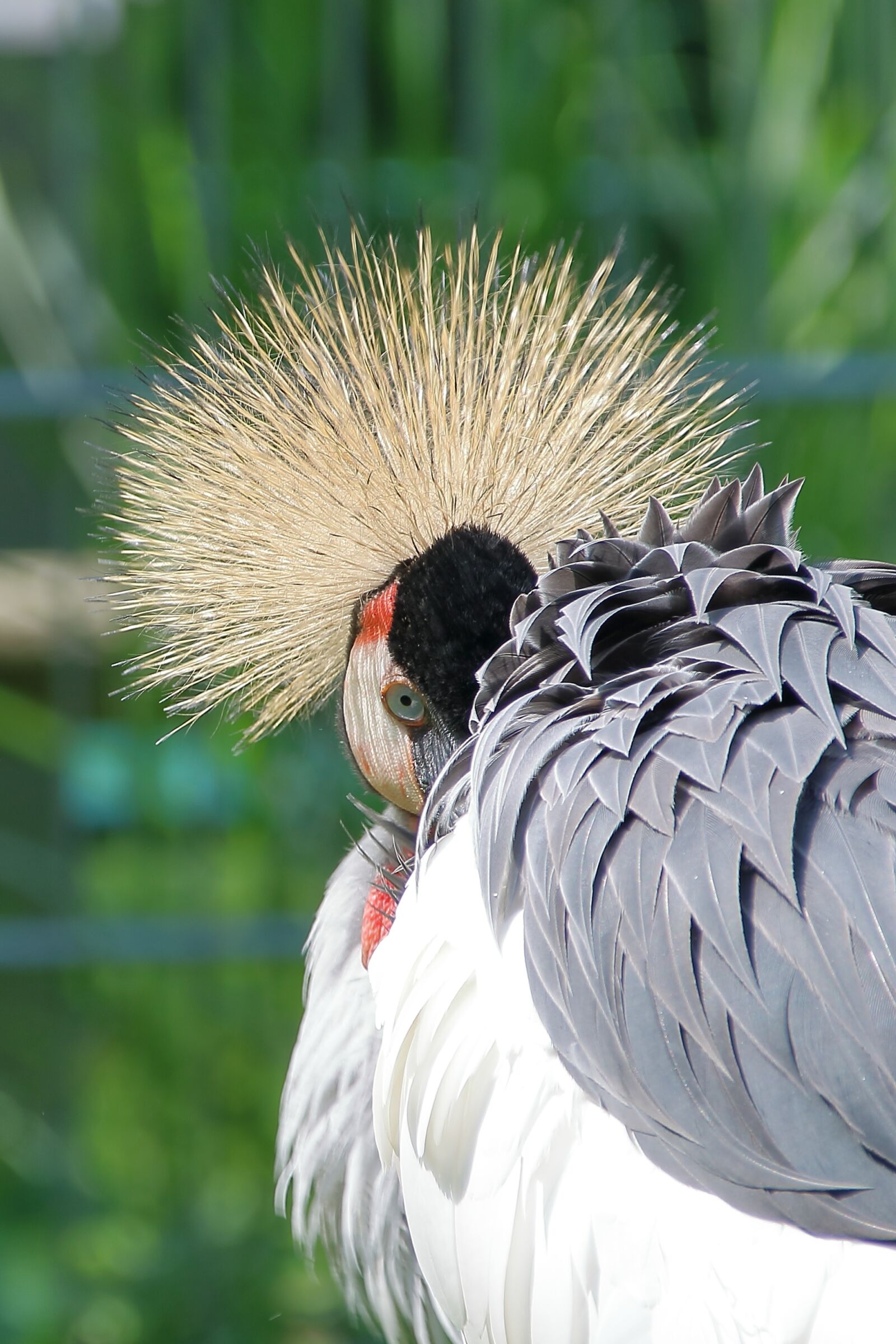Canon EOS 750D (EOS Rebel T6i / EOS Kiss X8i) sample photo. Zoo, animals, birds photography