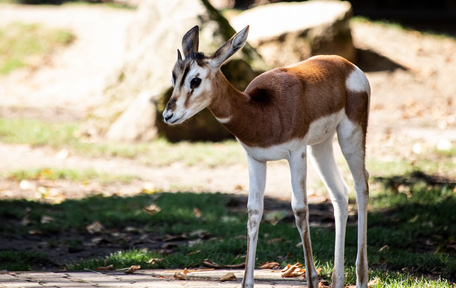 Canon EF 70-300mm F4-5.6 IS USM sample photo. Springbok, mammal, animal photography