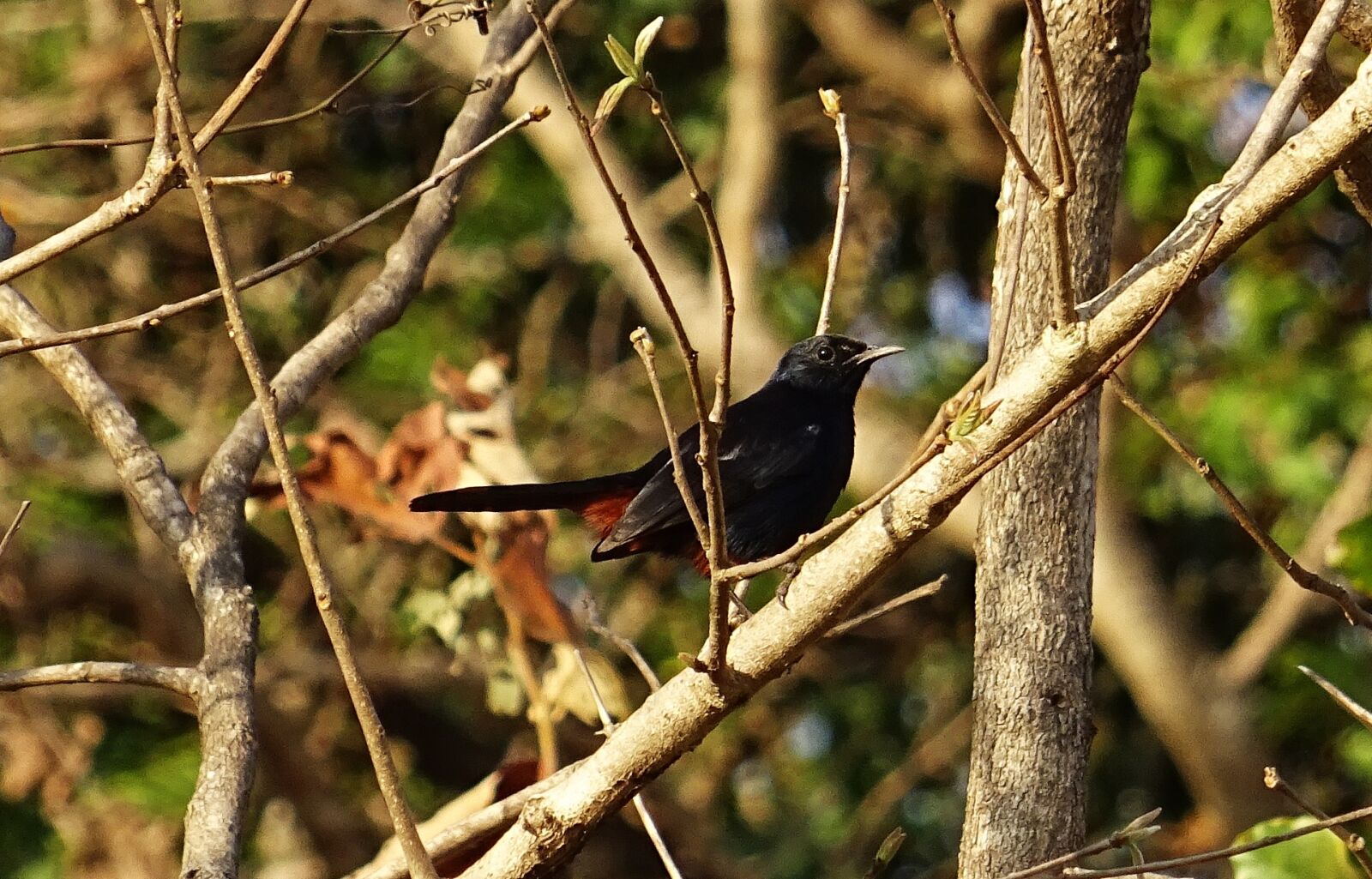 Sony DSC-HX60V sample photo. Bird, robin, indian robin photography