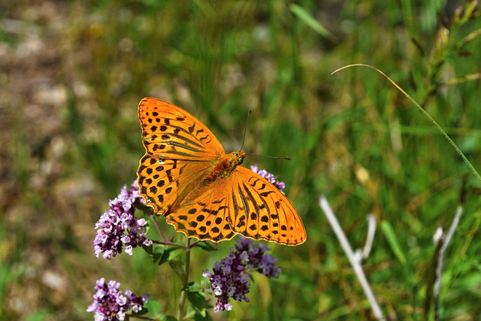 Nikon D5300 sample photo. Butterfly, meadow, insects photography