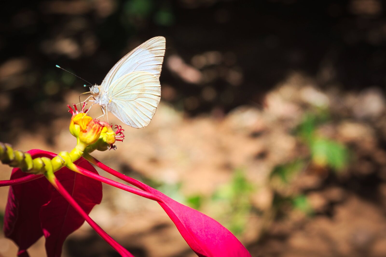Nikon D5200 sample photo. Butterfly, flower, wings photography
