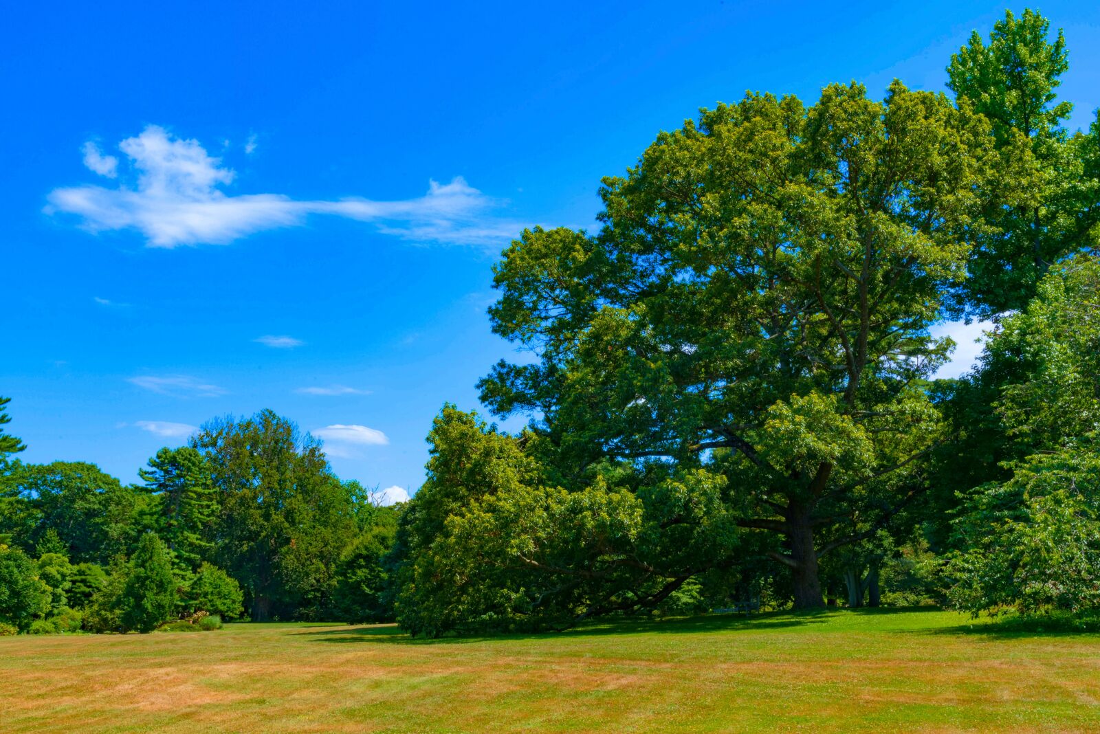 Nikon D750 sample photo. Hdr, scorched grass, trees photography
