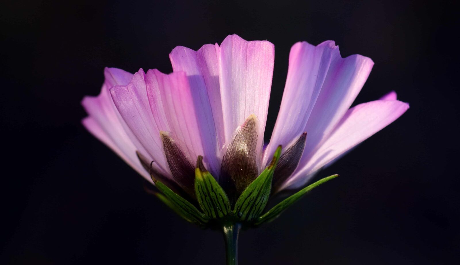 Nikon D3300 sample photo. Nature, flower, darkness, macro photography