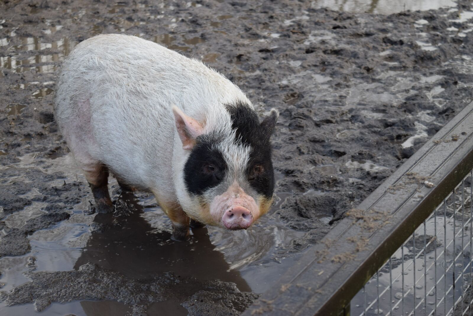 Nikon D5300 sample photo. Pig, hogpen, jipdwaeji photography
