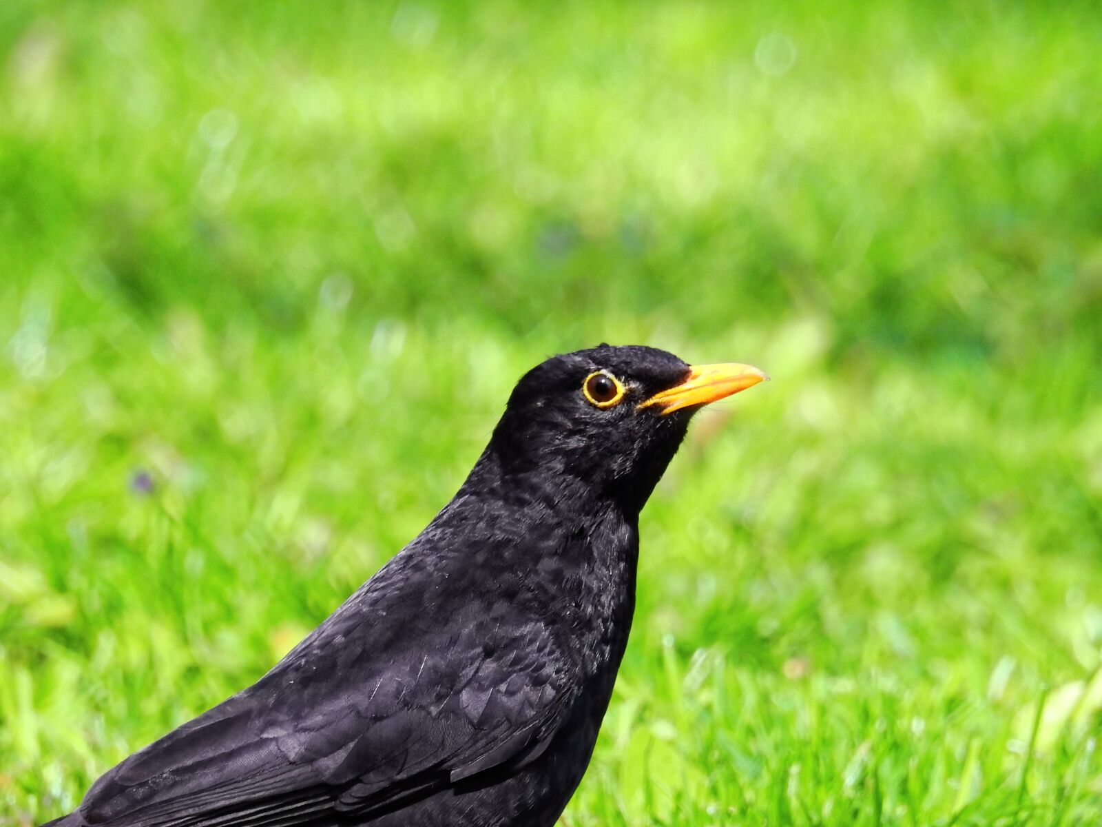 Nikon Coolpix P900 sample photo. Bird, blackbird, black photography