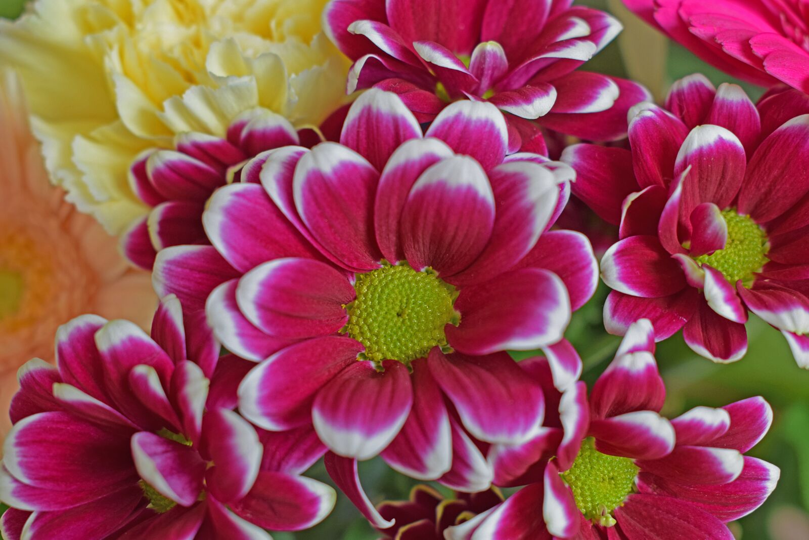 Nikon D3300 sample photo. Chrysanthemum, flower, flowers photography