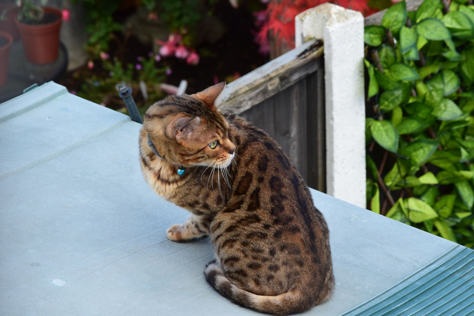 Nikon D3300 sample photo