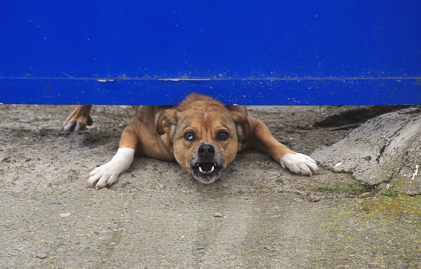 Canon EOS 5D Mark III sample photo. Dog, animal, canidae photography