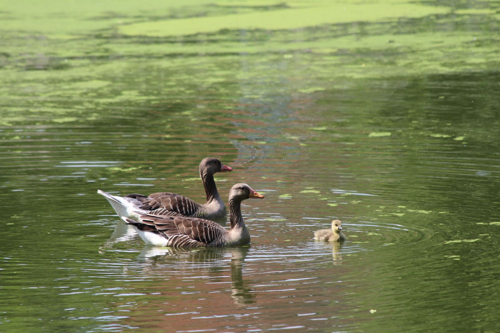 Canon EF 70-300mm F4-5.6 IS USM sample photo. Goose, greylag goose, anser photography