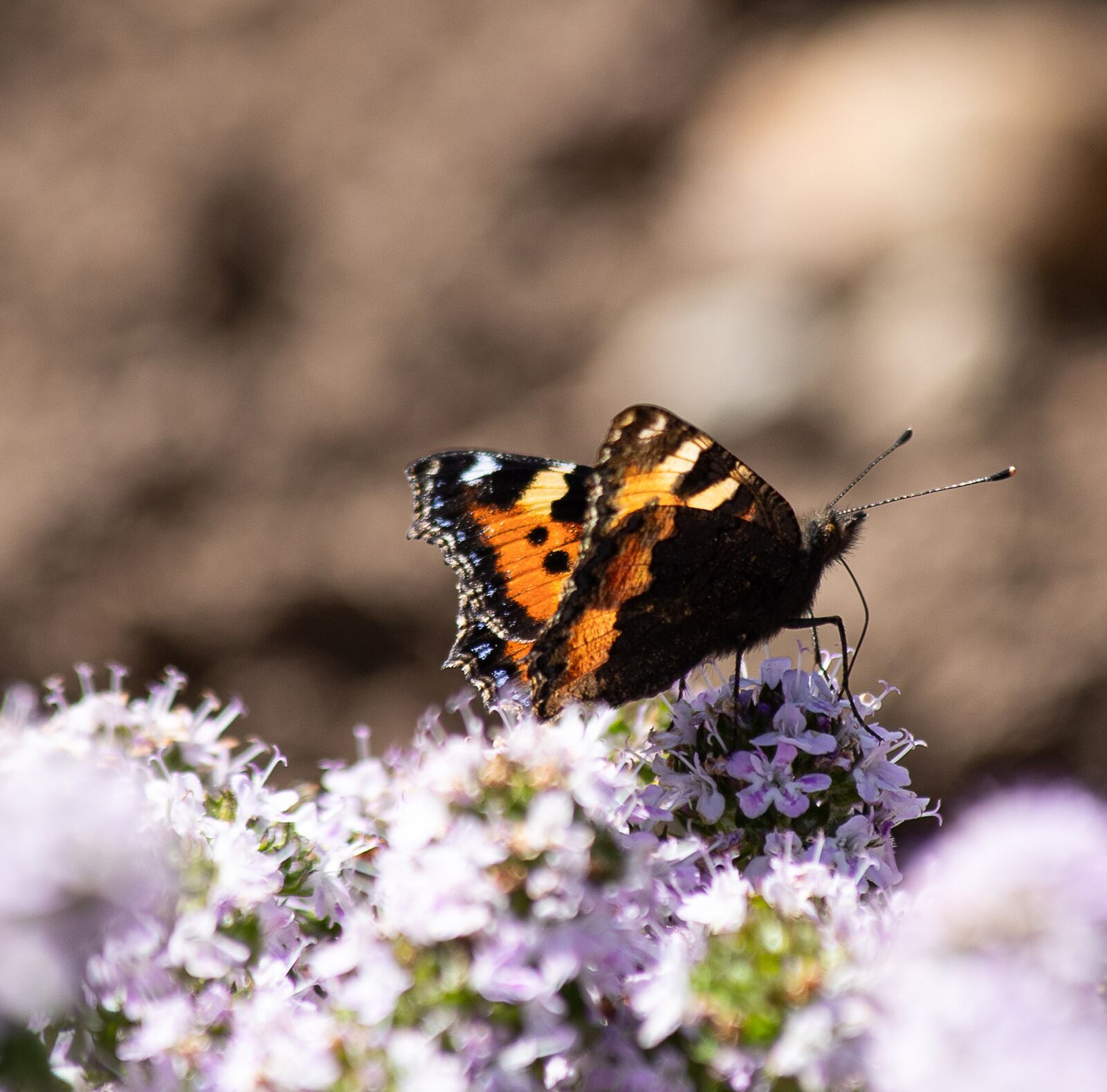 Canon EF 70-300mm F4-5.6 IS USM sample photo. Butterfly, animal, animal world photography