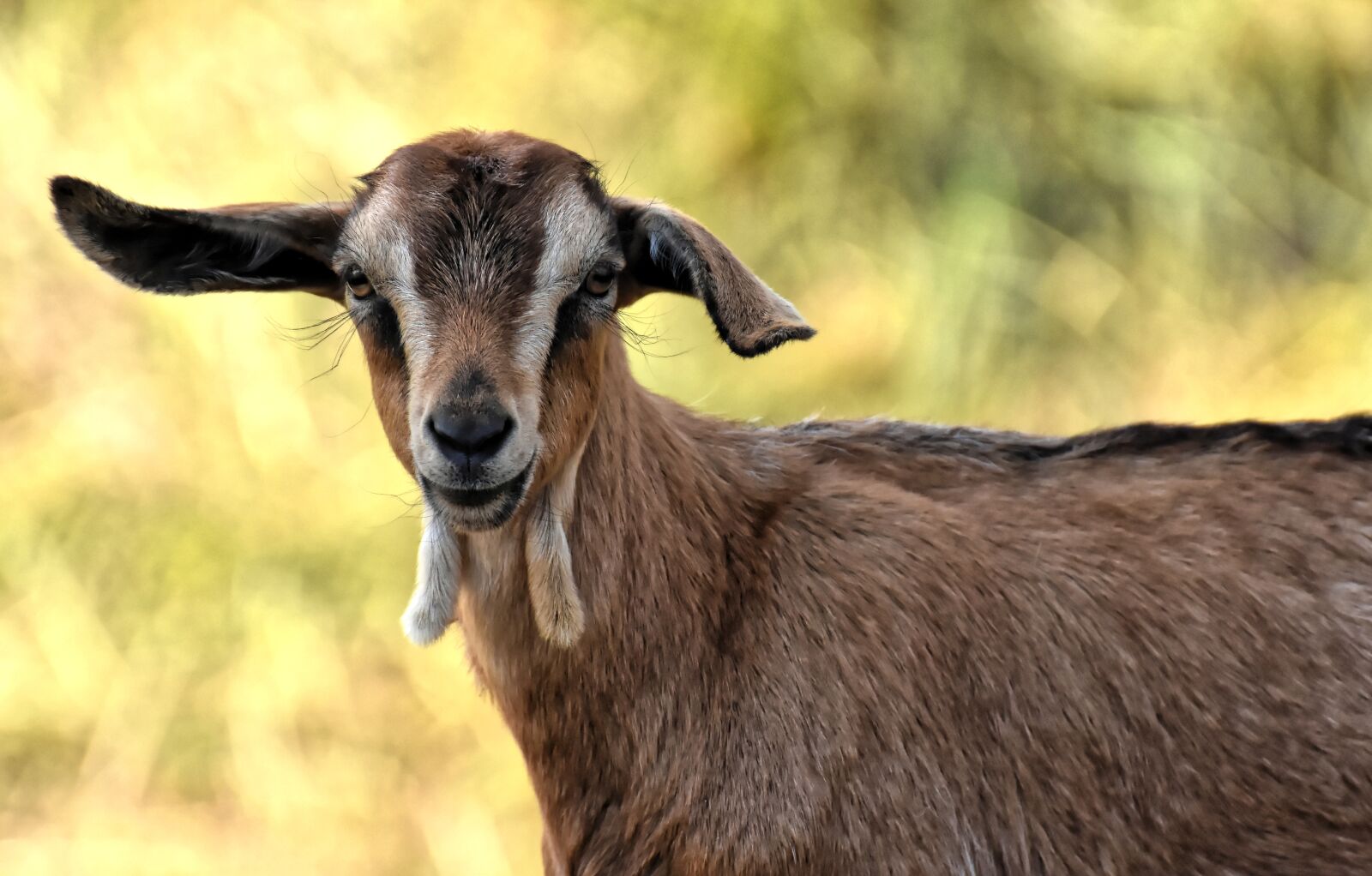 Nikon D7200 sample photo. Goat, animal, nature photography