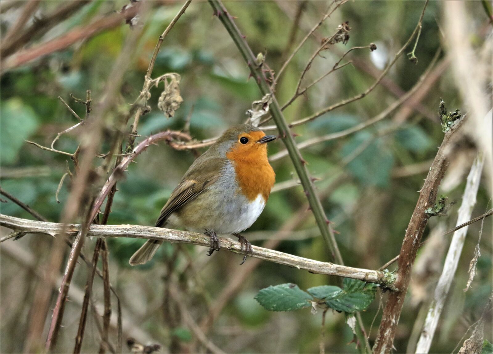 Canon EOS 7D Mark II sample photo. Robin, bird, red photography