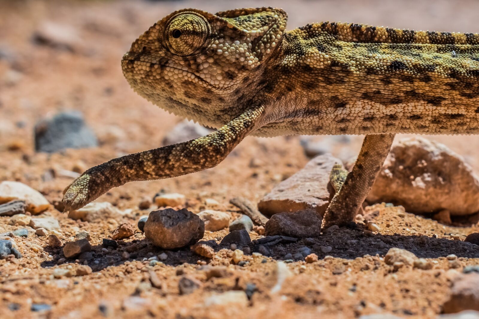 Nikon D3300 sample photo. Chameleon, nature, reptile photography