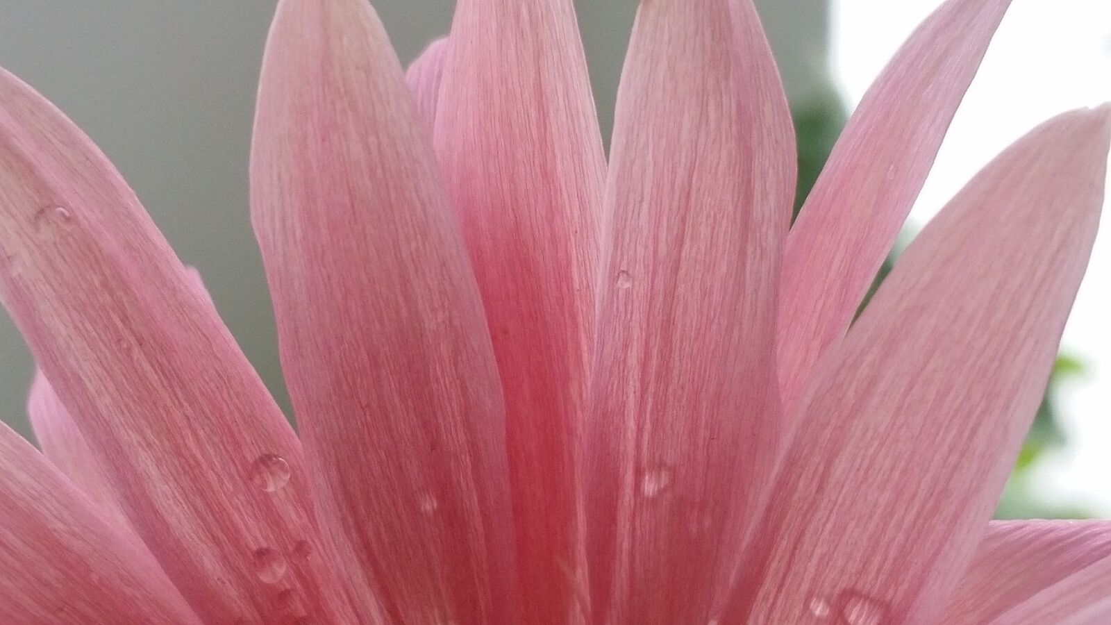 Samsung Galaxy S5 sample photo. Flower, flora, nature photography