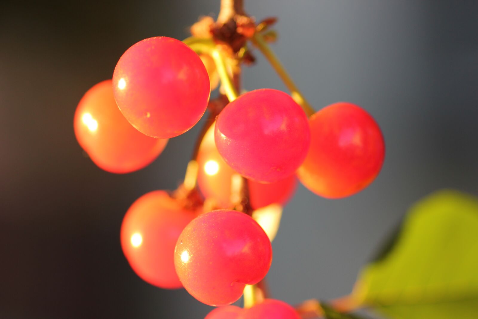 Canon EOS 550D (EOS Rebel T2i / EOS Kiss X4) sample photo. Red cherry, fruit, fresh photography