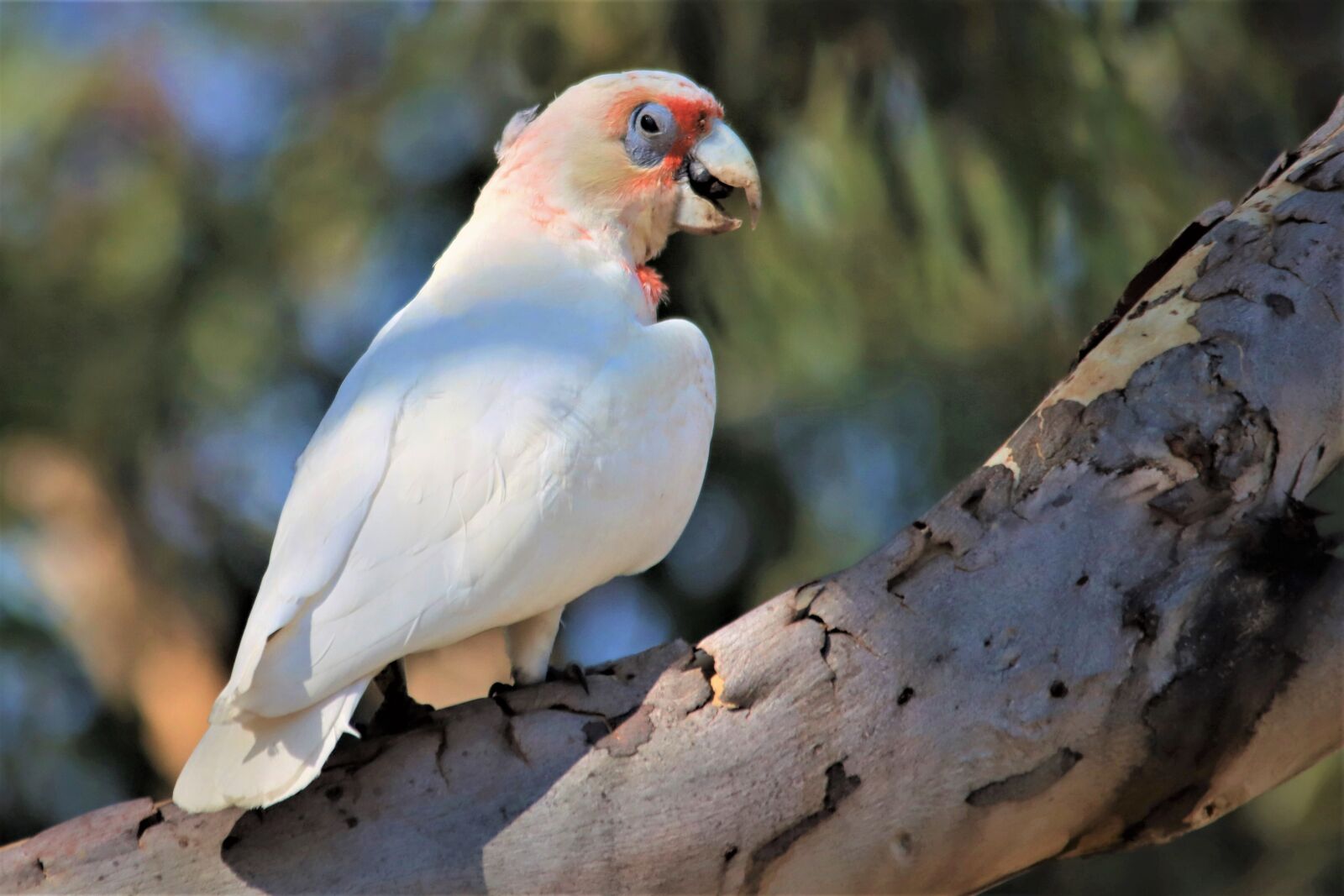 Canon EOS 90D sample photo. Long-billed corella, native, australian photography