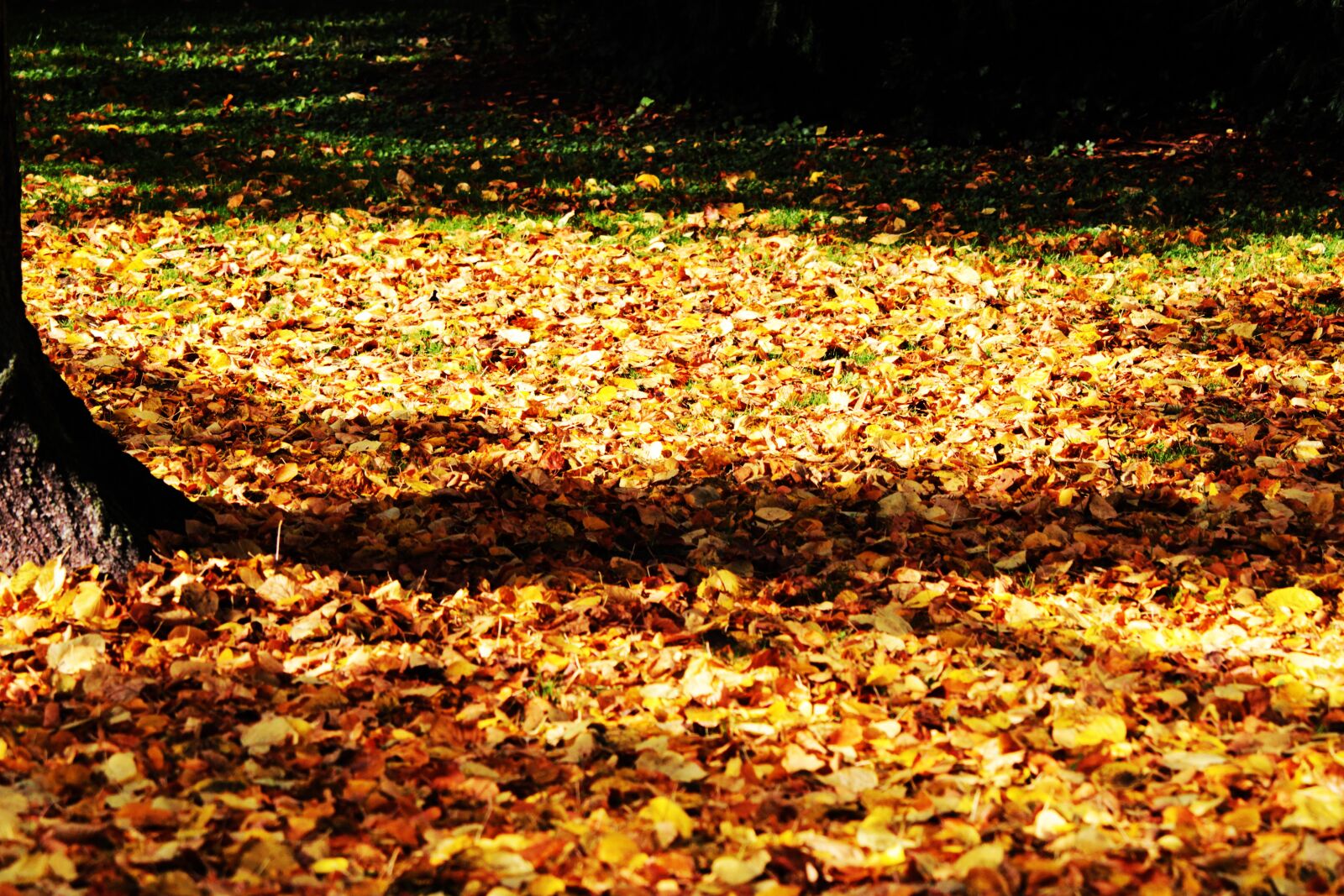 Canon EF-S 55-250mm F4-5.6 IS STM sample photo. Autumn, tree, leaves photography