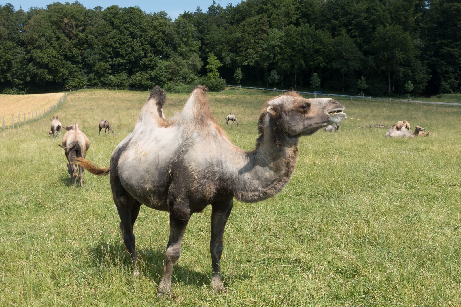 Sony Cyber-shot DSC-RX100 III sample photo. Camel, camelus bactrianus, paarhufer photography