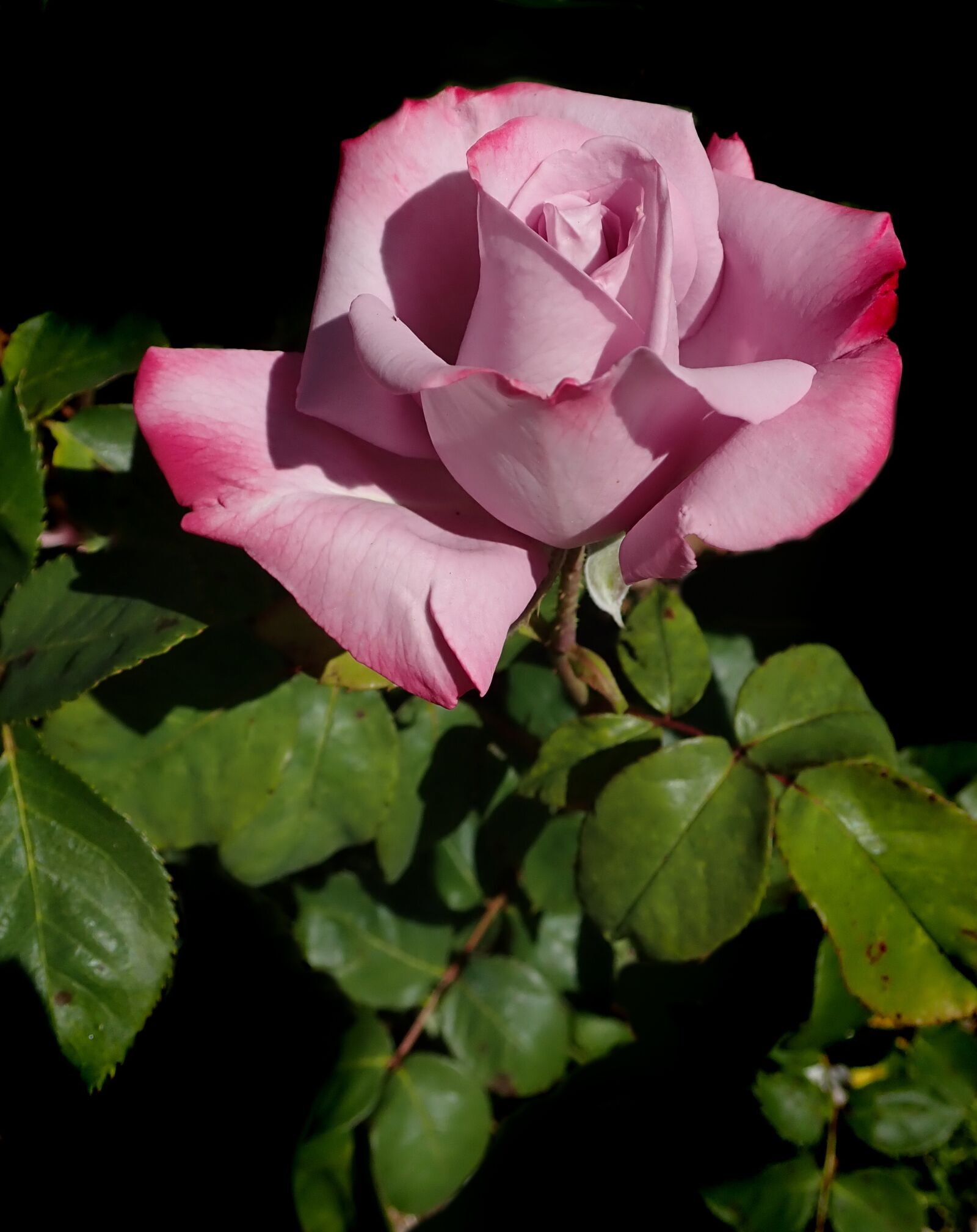 Olympus TG-5 sample photo. Flower, rose, perfume photography