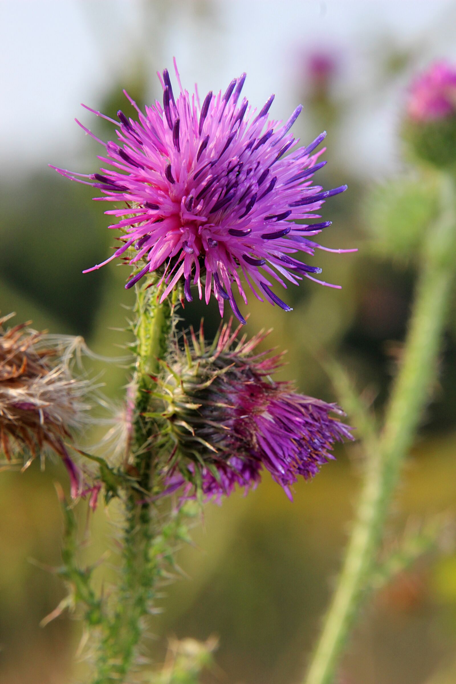 Canon EOS 600D (Rebel EOS T3i / EOS Kiss X5) sample photo. Thistle, purple, morning photography