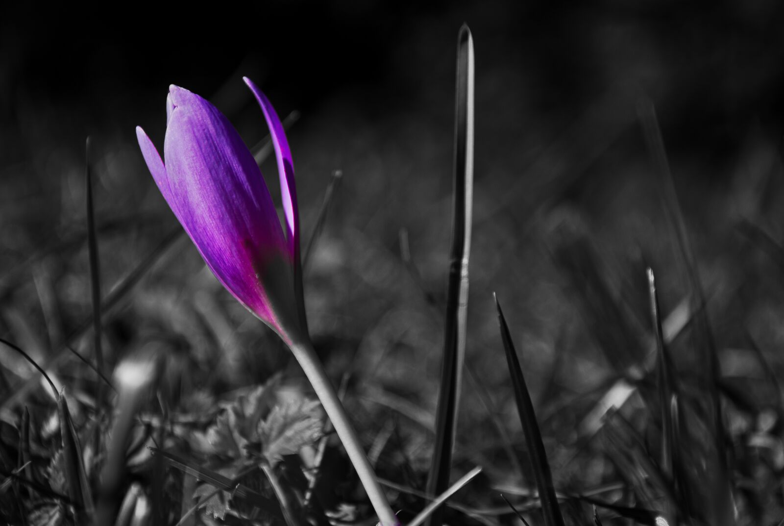 Nikon D5300 sample photo. Flower, blossom, bloom photography