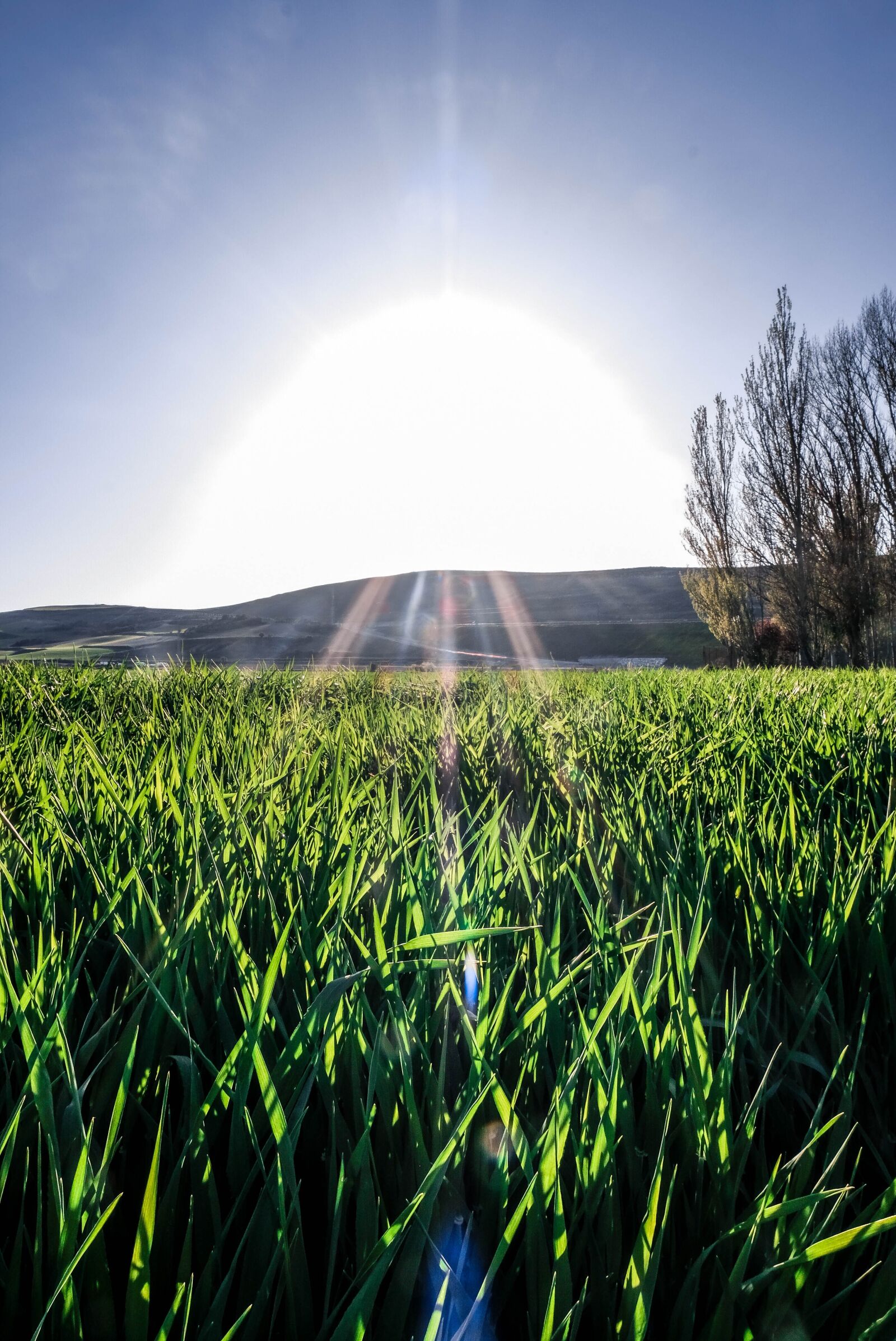 Fujifilm X-T20 + Fujifilm XC 16-50mm F3.5-5.6 OIS II sample photo. Field, burgos, grass photography