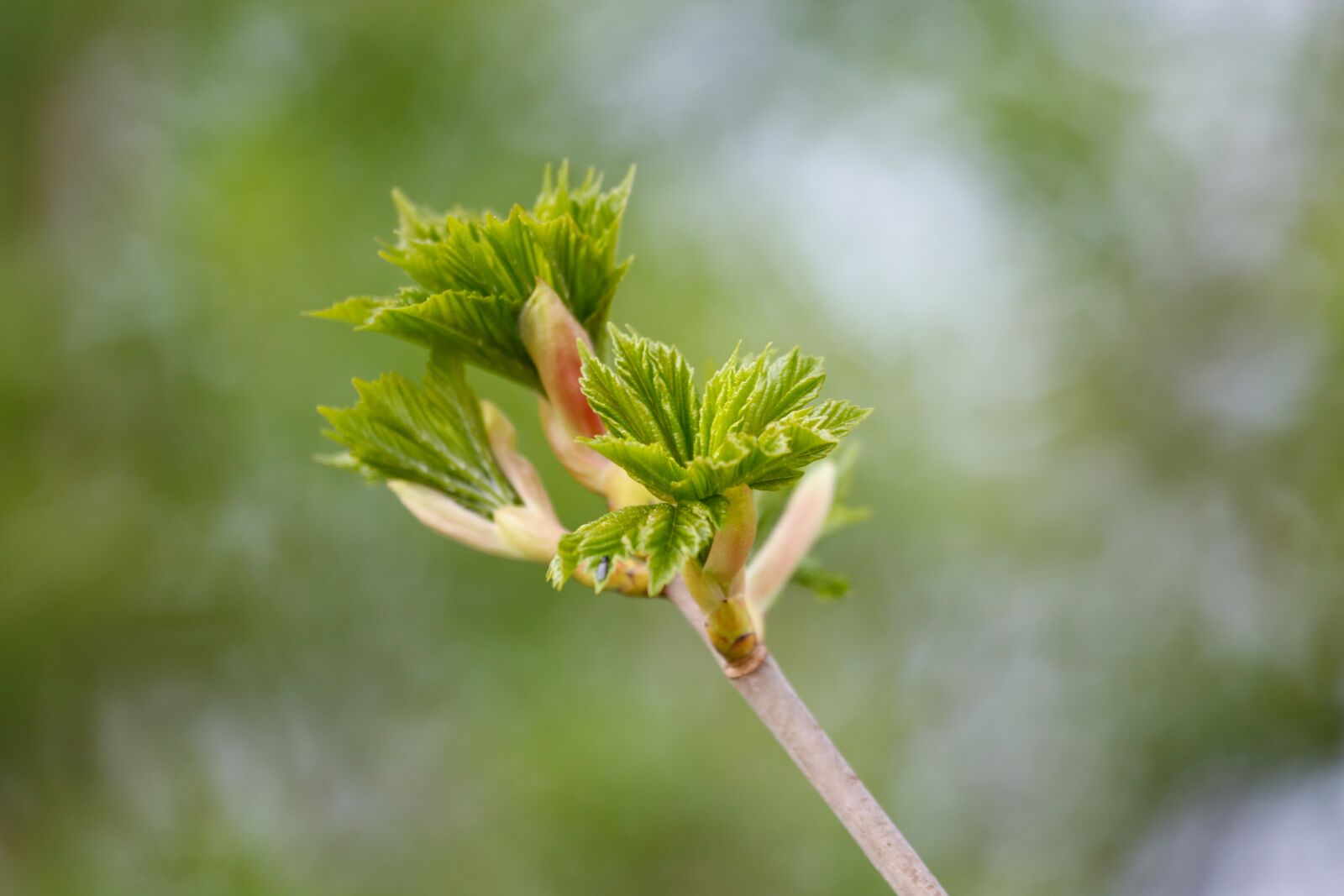 Canon EF 100-400mm F4.5-5.6L IS USM sample photo. Spring, flowers, scion photography