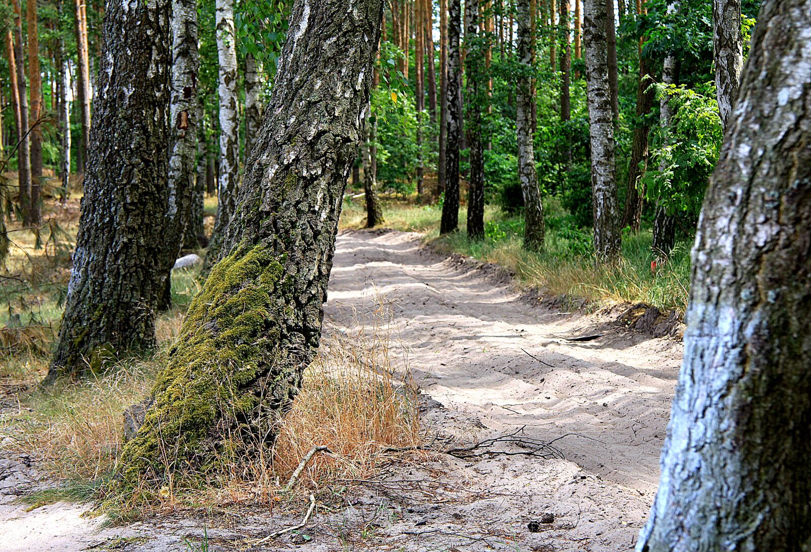 Canon EOS 50D sample photo. Forest, forest road, the photography