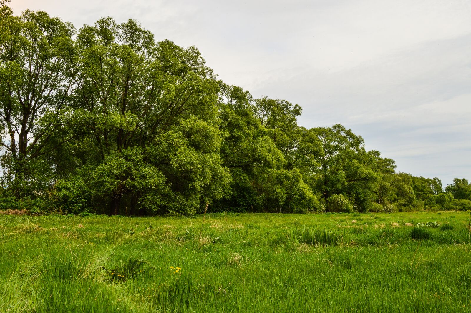 Nikon D3200 sample photo. Field, meadow, grass photography