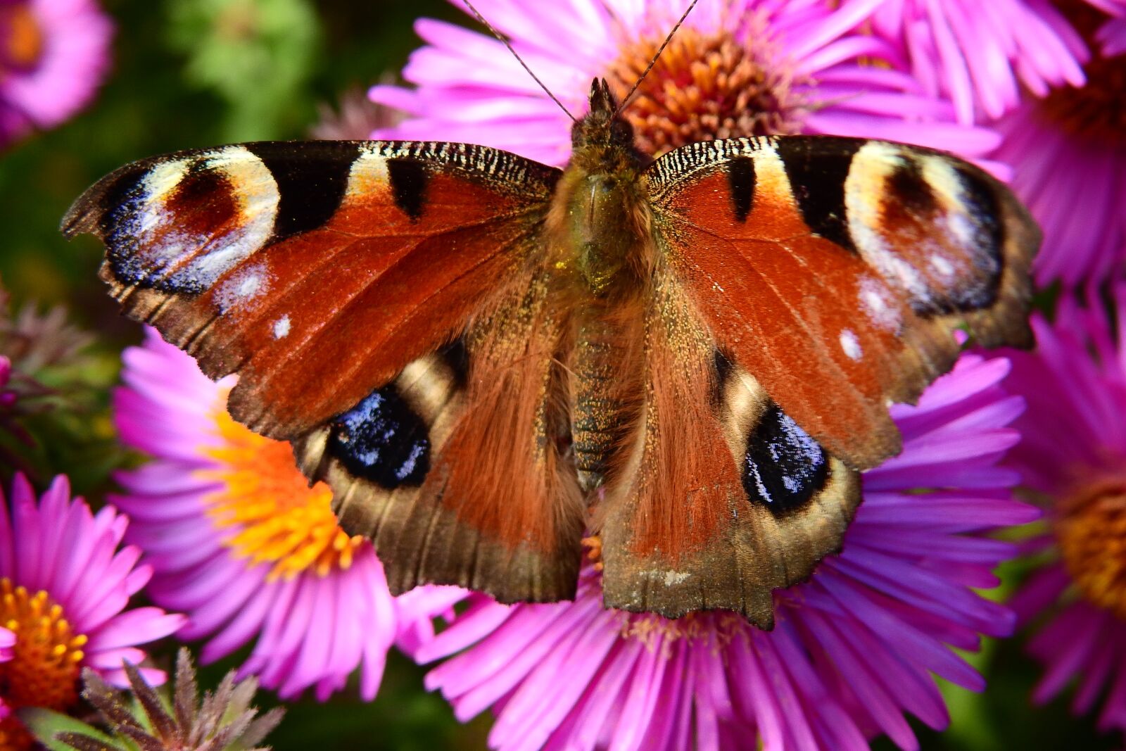 Nikon Coolpix P900 sample photo. Butterfly, flower, nature photography