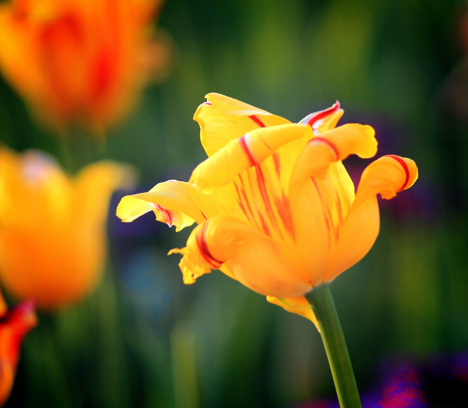 Canon EOS 60D sample photo. Tulip, yellow, flowers photography