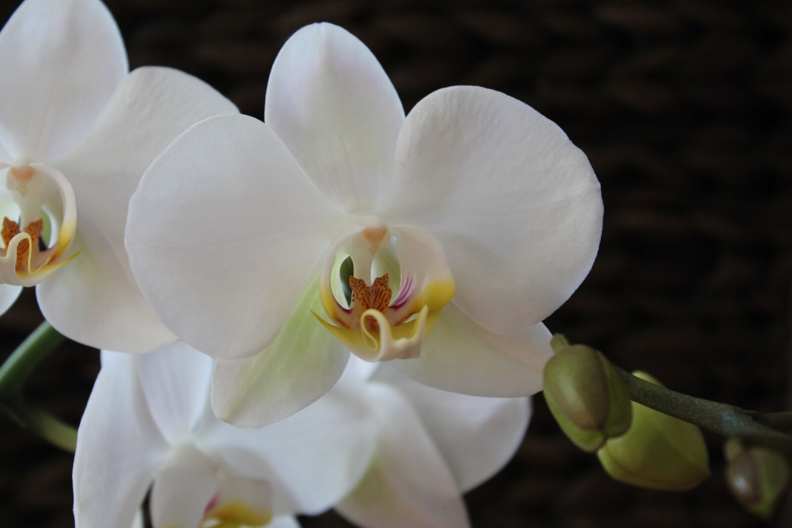 Canon EOS 1100D (EOS Rebel T3 / EOS Kiss X50) sample photo. Orchid, flower, white flower photography