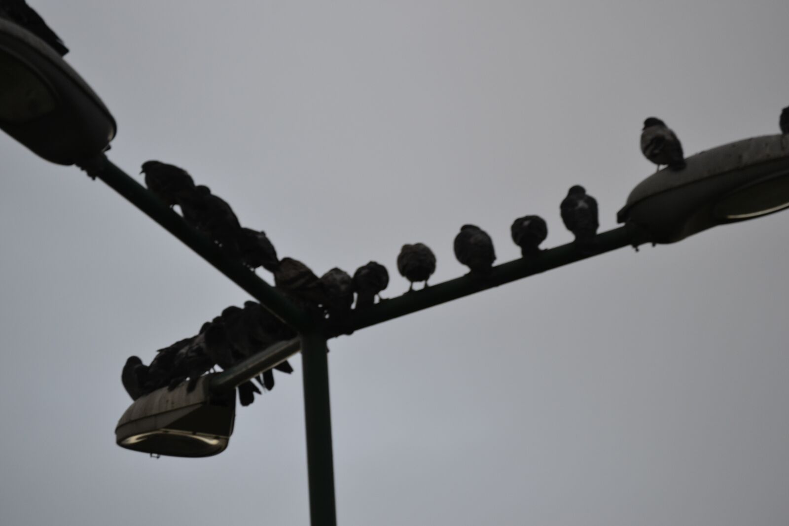 Nikon D3100 sample photo. Pigeons, lamp, cloudy photography