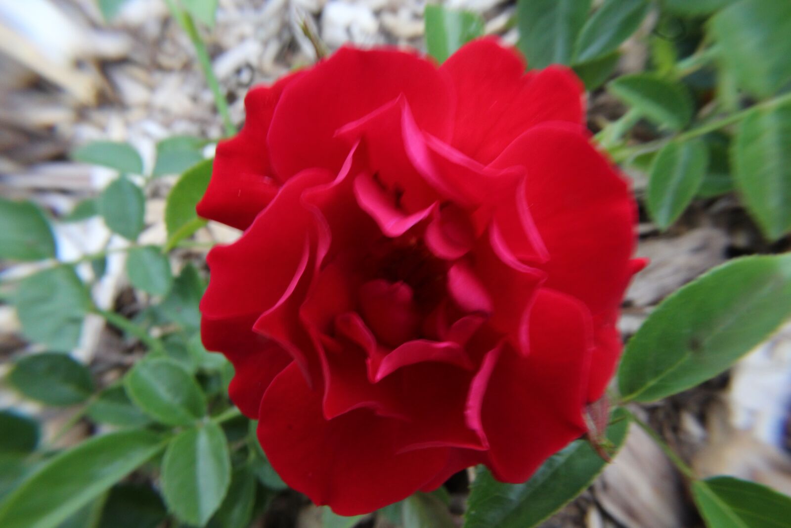 Canon EOS 1300D (EOS Rebel T6 / EOS Kiss X80) sample photo. Red, flower, roses photography